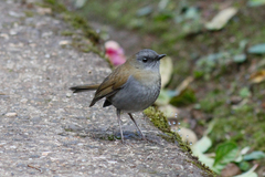 Catharus gracilirostris