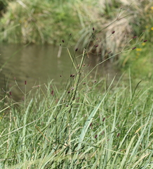 Eryngium ebracteatum