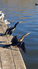 Anhinga anhinga