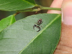 Lurio conspicuus