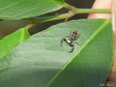 Lurio conspicuus