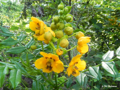 Senna stipulacea