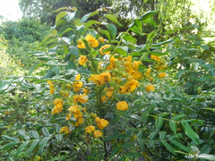 Senna stipulacea