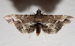 Merodictya marmorata