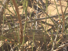 Urosaurus graciosus graciosus