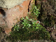 Draba verna