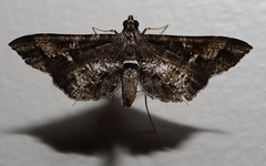 Merodictya marmorata
