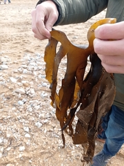 Laminaria digitata