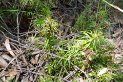 Dracophyllum secundum