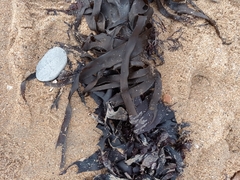 Laminaria digitata