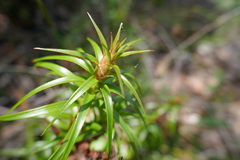 Dracophyllum secundum