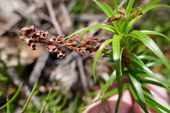 Dracophyllum secundum