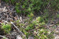 Dracophyllum secundum