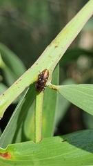 Diphucrania albosparsa