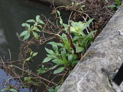 Centranthus ruber