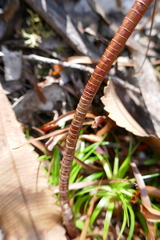 Dracophyllum secundum