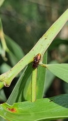 Diphucrania albosparsa