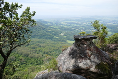 Dracophyllum secundum