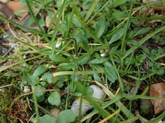 Draba verna