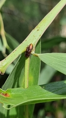 Diphucrania albosparsa