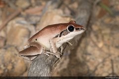 Litoria nigrofrenata
