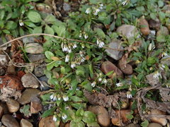 Draba verna