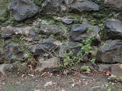 Parietaria judaica