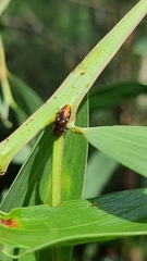 Diphucrania albosparsa