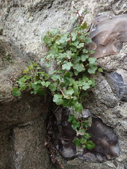 Cymbalaria muralis