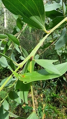 Diphucrania albosparsa