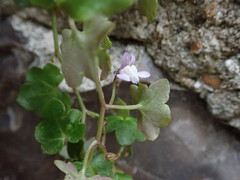 Cymbalaria muralis