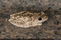 Litoria rothii