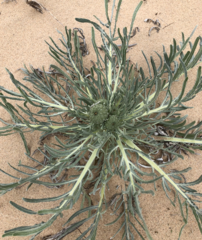 Cirsium pitcheri
