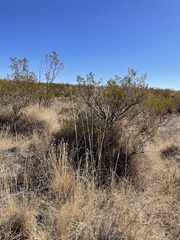 Sporobolus contractus