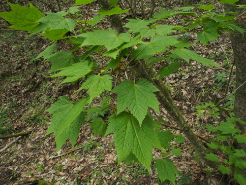 Acer argutum iNat (1)