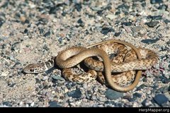 Masticophis flagellum piceus