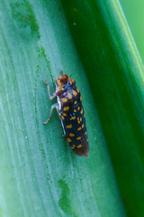 Paraulacizes thunbergi