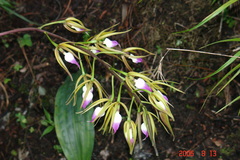 Prosthechea brassavolae