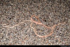 Masticophis flagellum cingulum