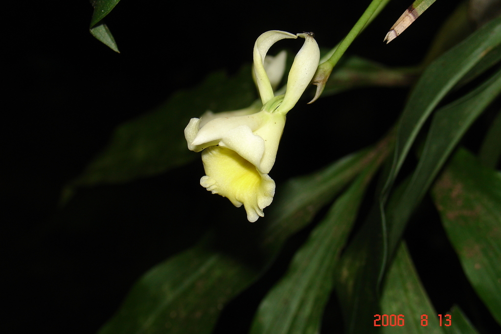 Stenotyla lendyana