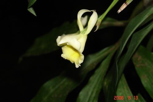Stenotyla lendyana
