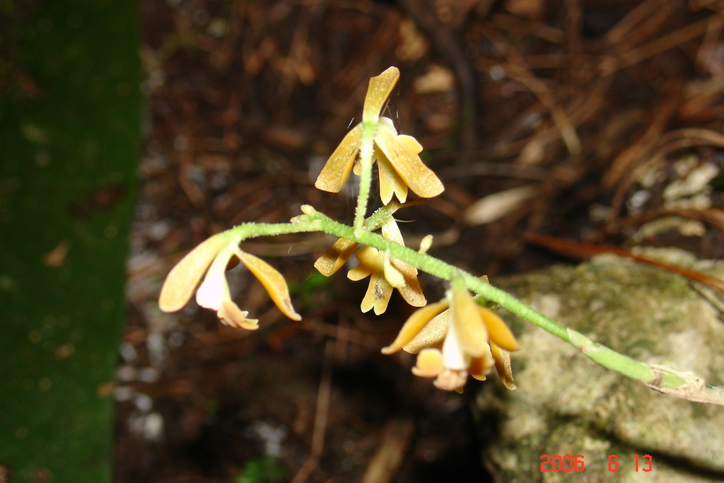 Epidendrum polyanthum