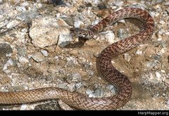 Masticophis flagellum piceus