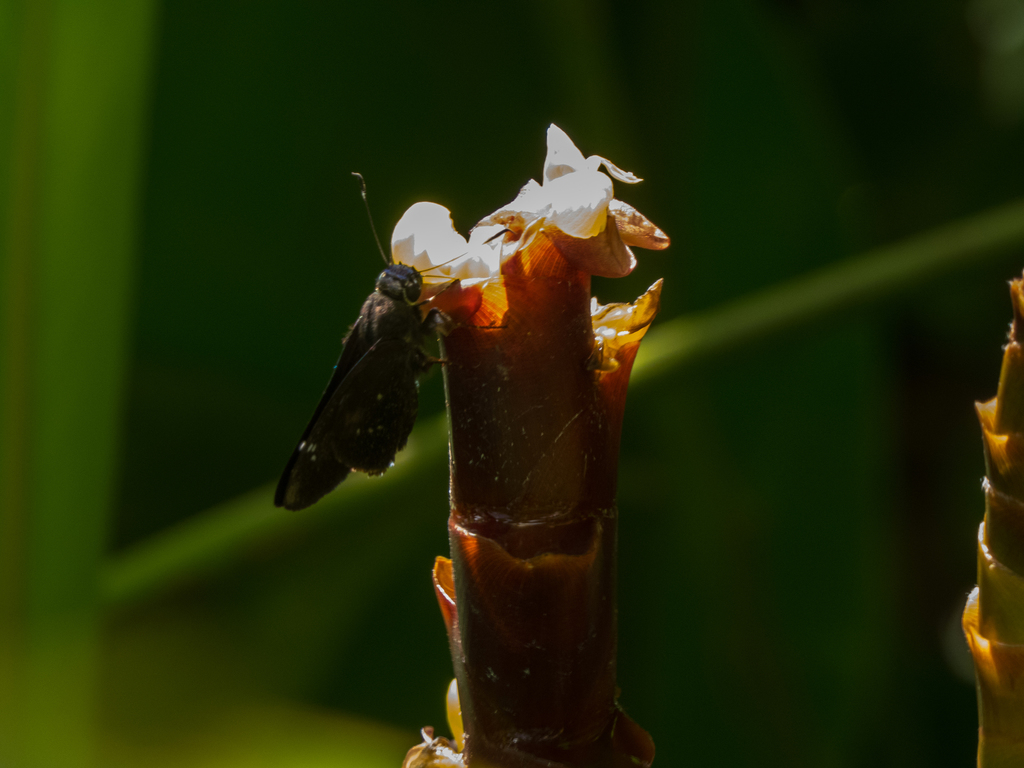 Cuban Skipper