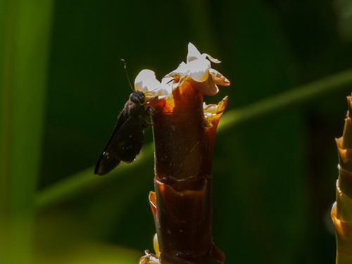 Cuban Skipper