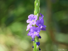 Stachytarpheta angustifolia