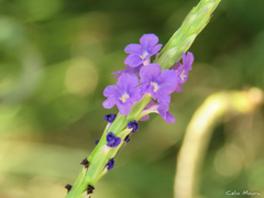 Stachytarpheta angustifolia