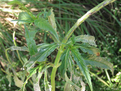 Stachytarpheta angustifolia