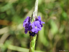 Stachytarpheta angustifolia
