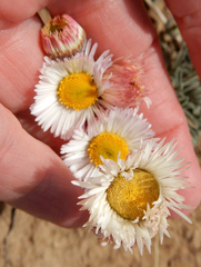 Erigeron bellidiastrum